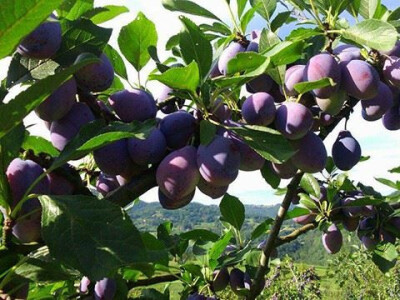 Domaće sorte voća Domaće sorte voća