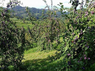 Domaće sorte voća Domaće sorte voća