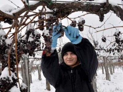 Ledena berba i kod vrhunskog enologa Ivice Peraka
