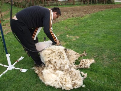 Bowenova tehnika šišanja ovaca