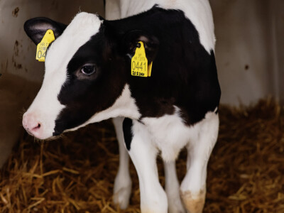 Žito grupa - ventilacijski sustavi na farmama