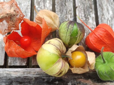Rod Physalis