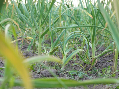 ajdin-mesic-bijeli-luk10 ajdin-mesic-bijeli-luk10