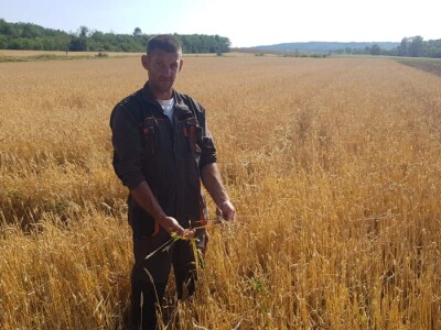 Uništeni usevi od grada u Braničevu