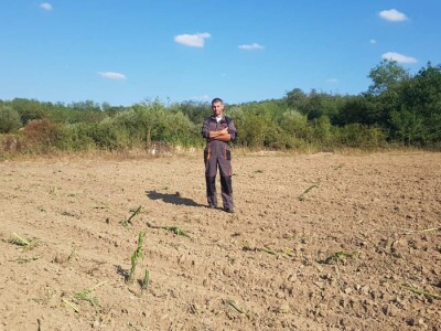 Uništeni usevi od grada u Braničevu