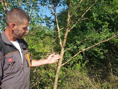 Uništeni usevi od grada u Braničevu