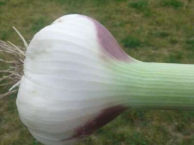 ajdin-mesic-bijeli-luk11 ajdin-mesic-bijeli-luk11