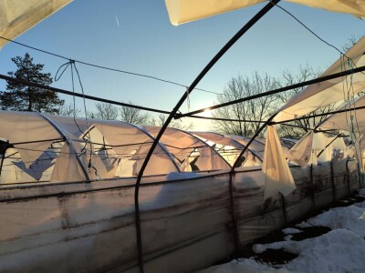 Polomljeni plastenici