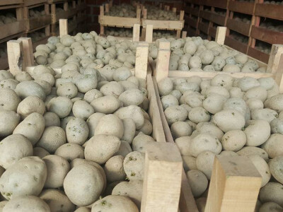 Krumpir je u drvenim kištrama