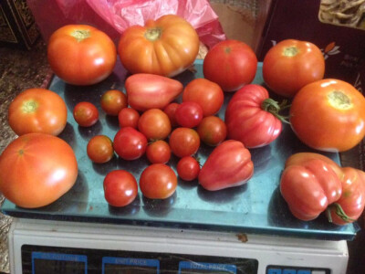 serif-dervisa-husidic-3 serif-dervisa-husidic-3