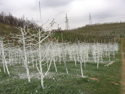 Prirodni sokovi iz pogona "Voćar Piramida" Prirodni sokovi iz pogona "Voćar Piramida"
