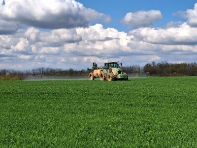 strna žita strna žita