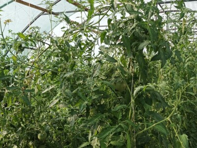 Greške u proizvodnji paradajza