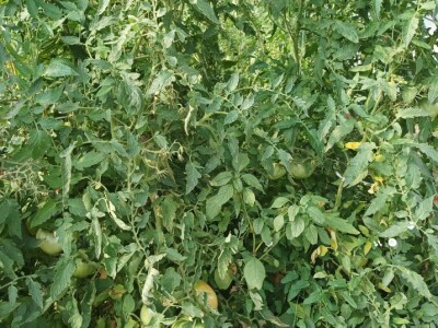 Greške u proizvodnji paradajza