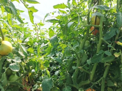 Greške u proizvodnji paradajza