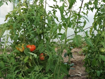 Greške u proizvodnji paradajza