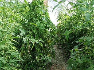 Greške u proizvodnji paradajza