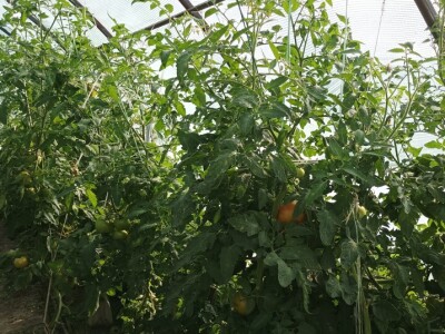 Greške u proizvodnji paradajza