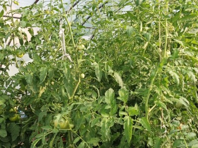 Greške u proizvodnji paradajza