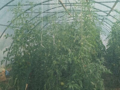 Greške u proizvodnji paradajza