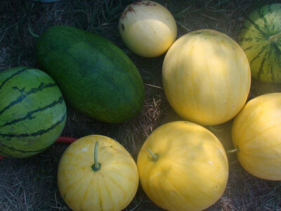 Dio uroda, lubenice i dinje