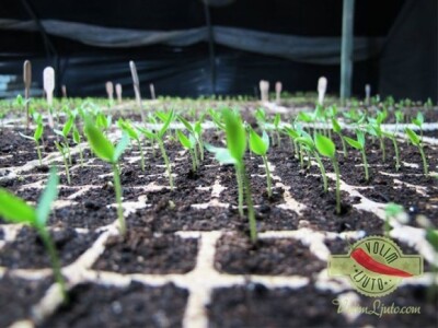 Sadnice za ljutomane