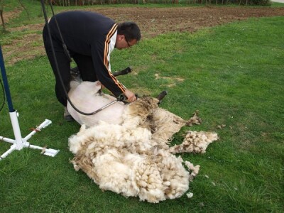 Bowenova tehnika šišanja ovaca