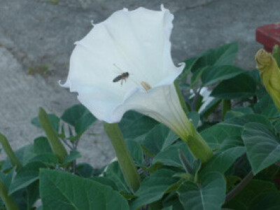 Pčela posjećuje cvijet D. innoxia Mill. na Srimi