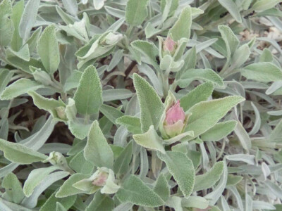 Agropošta Agropošta