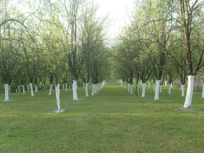 Voćnjaci porodice Kuzmanović Voćnjaci porodice Kuzmanović