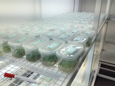 In vitro sadnice - LabPlant