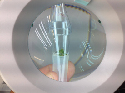 In vitro sadnice - LabPlant