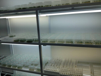 In vitro sadnice - LabPlant