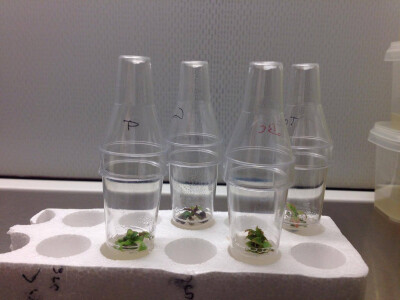 In vitro sadnice - LabPlant