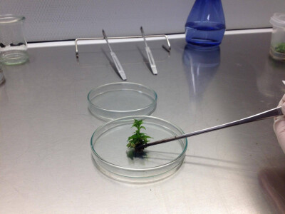 In vitro sadnice - LabPlant