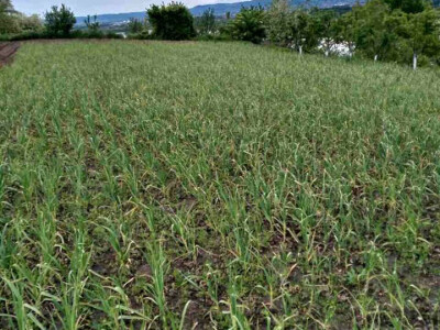 ajdin-mesic-bijeli-luk12 ajdin-mesic-bijeli-luk12