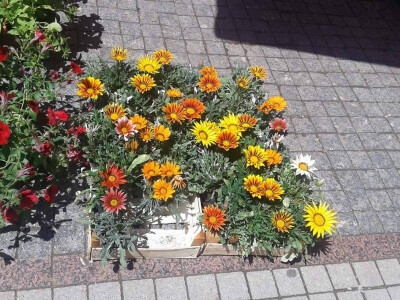 Cvjećarstvo Hadžić Cvjećarstvo Hadžić