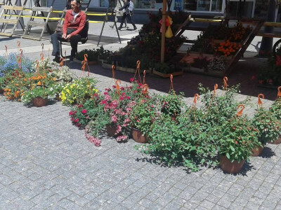 Cvjećarstvo Hadžić Cvjećarstvo Hadžić