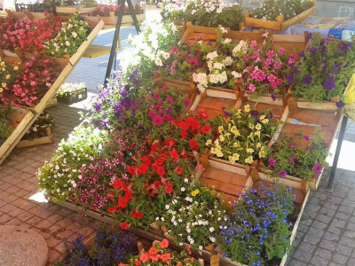 Cvjećarstvo Hadžić Cvjećarstvo Hadžić