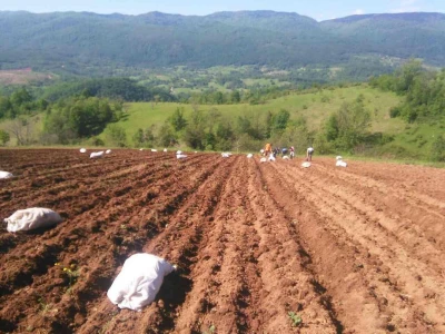 Plantaža krompira