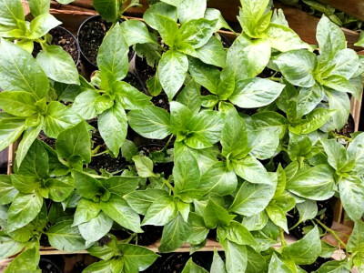 Naklijavanje sjemena paprike