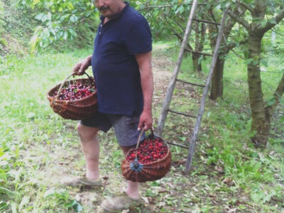 Gospodin Mario Štefanić u voćnjaku Gospodin Mario Štefanić u voćnjaku