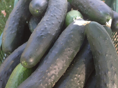 serif-dervisa-husidic-3 serif-dervisa-husidic-3