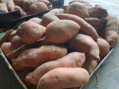 Prodaja batata Zdravke Matković na samoposlužnom štandu u Suhopolju Prodaja batata Zdravke Matković na samoposlužnom štandu u Suhopolju