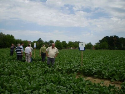 šećerna repa šećerna repa