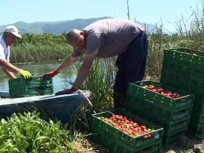 Berba i otkup jagoda