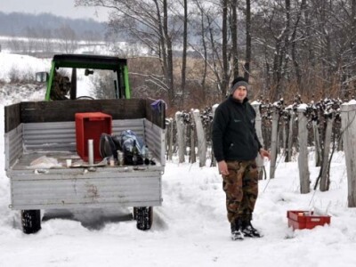 Ledena berba i kod vrhunskog enologa Ivice Peraka