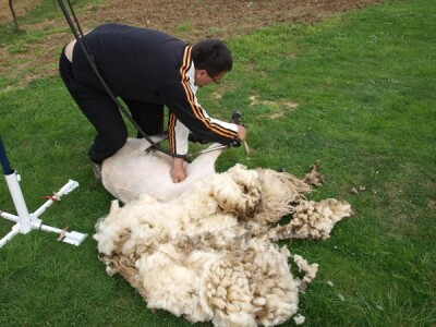 Bowenova tehnika šišanja ovaca