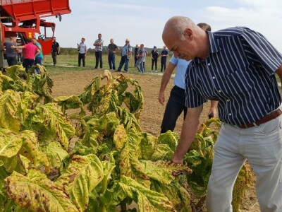 19. Dani polja duhana, Hrvatski duhani