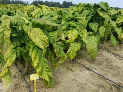 19. Dani polja duhana, Hrvatski duhani